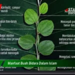Manfaat Tanaman Bidara Dalam Islam