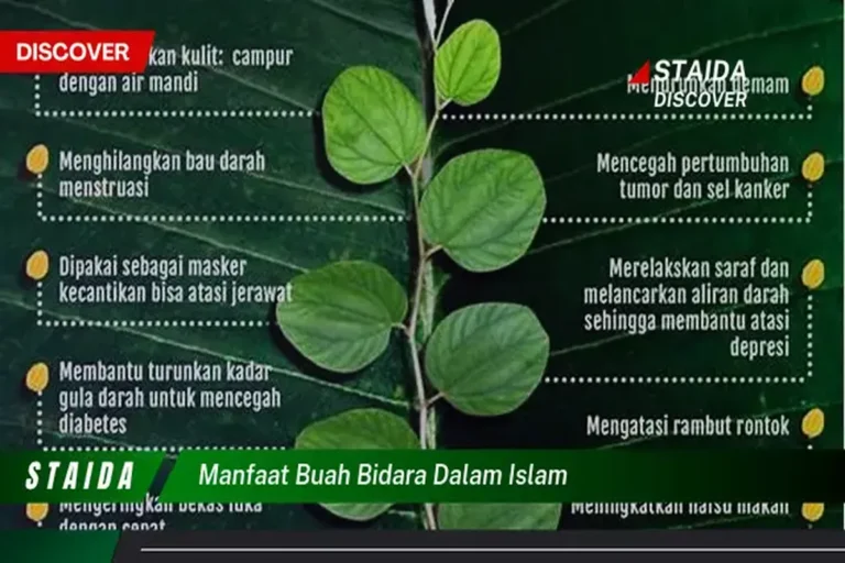Manfaat Tanaman Bidara Dalam Islam