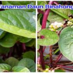 Manfaat Tanaman Binahong Merah