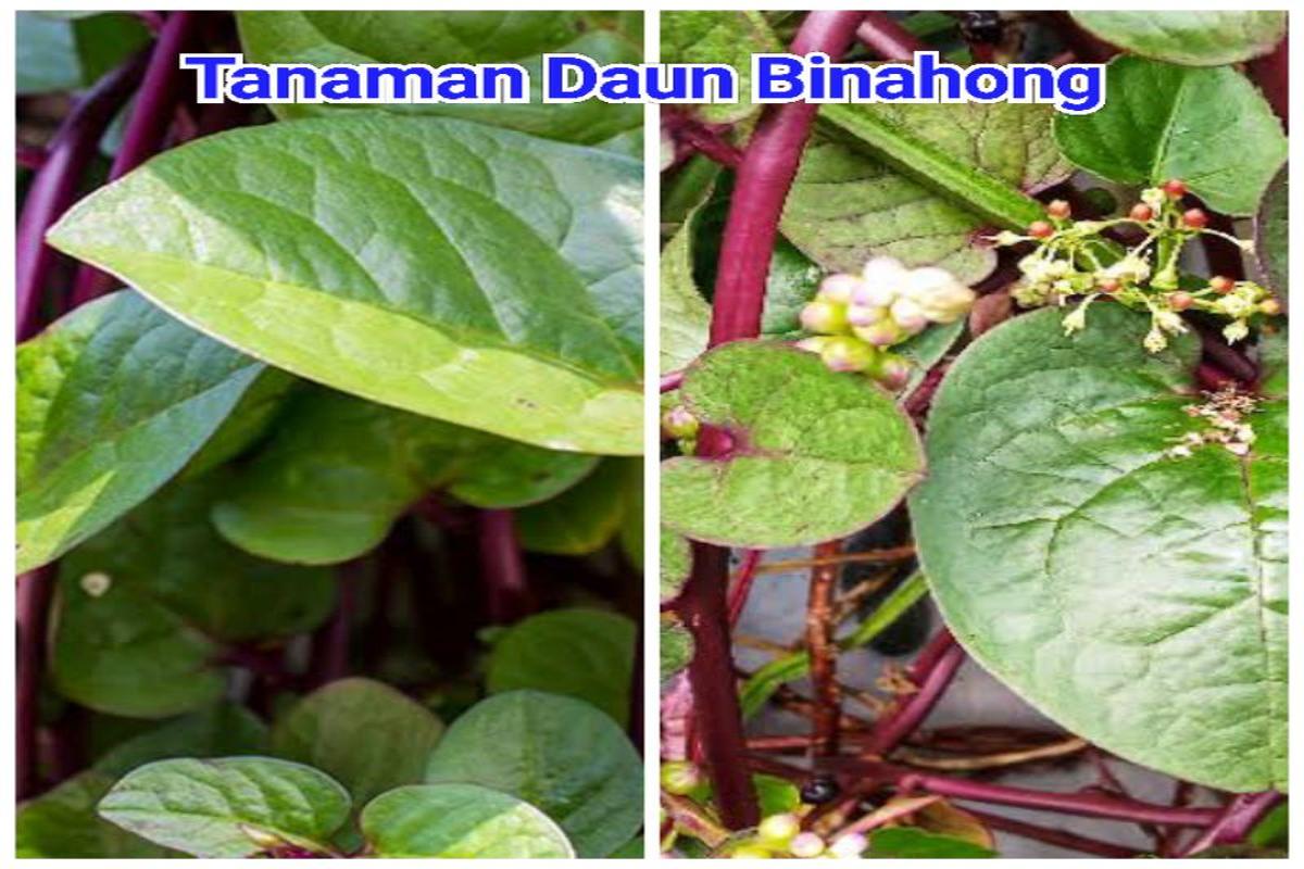 Manfaat Tanaman Binahong Merah