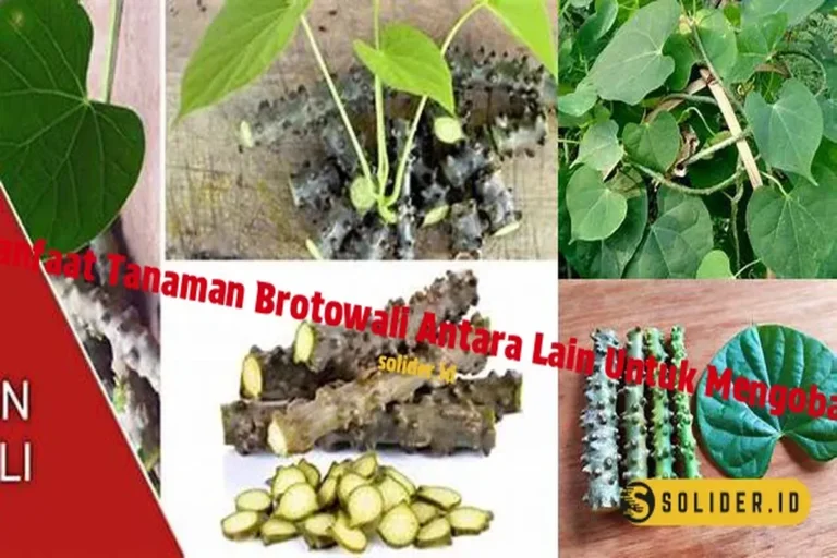 Manfaat Tanaman Brotowali Antara Lain Untuk Mengobati