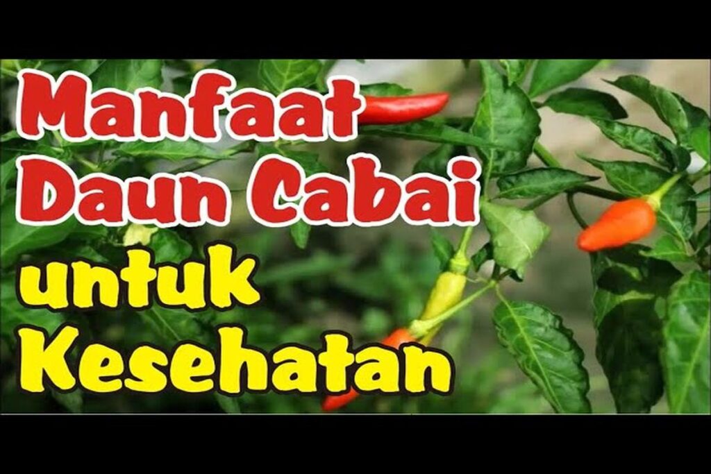 Manfaat Tanaman Cabai