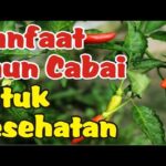 Manfaat Tanaman Cabai