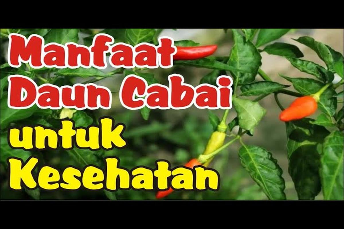 Manfaat Tanaman Cabai
