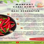 Manfaat Tanaman Cabai Rawit