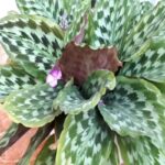 Manfaat Tanaman Calathea