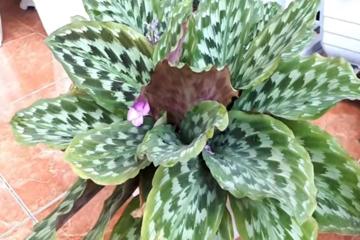 Manfaat Tanaman Calathea