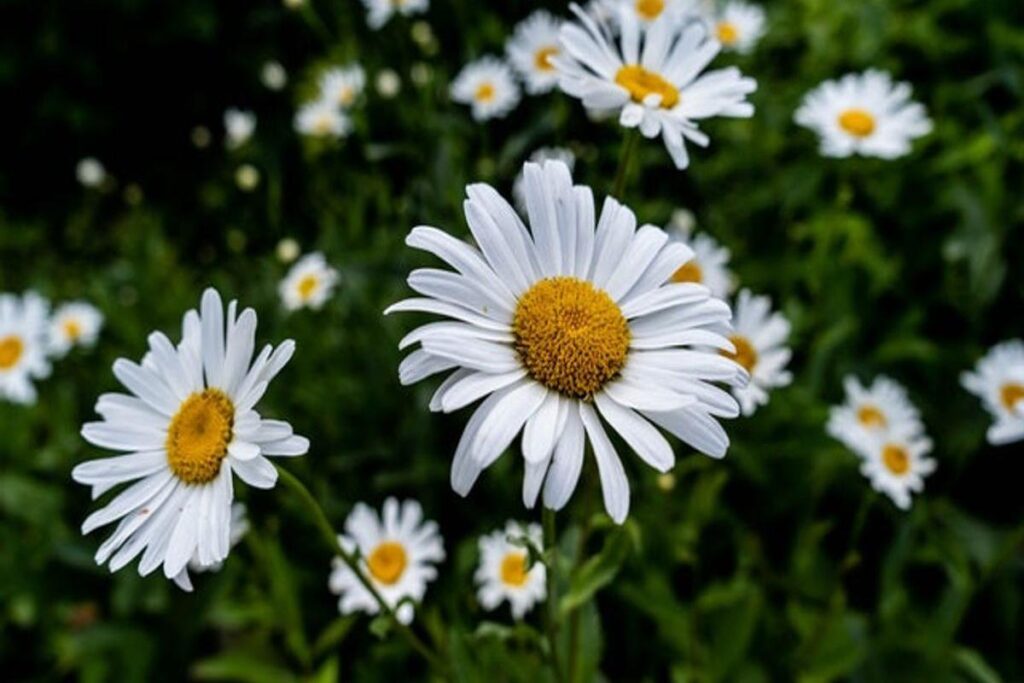Manfaat Tanaman Chamomile