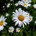 Manfaat Tanaman Chamomile