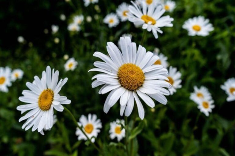 Manfaat Tanaman Chamomile