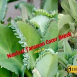 Manfaat Tanaman Cocor Bebek