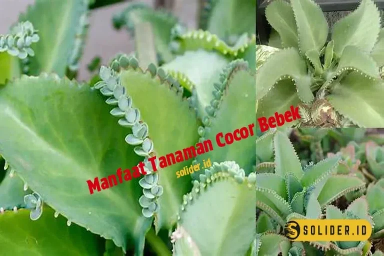 Manfaat Tanaman Cocor Bebek
