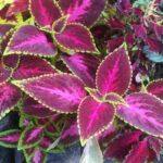 Manfaat Tanaman Coleus