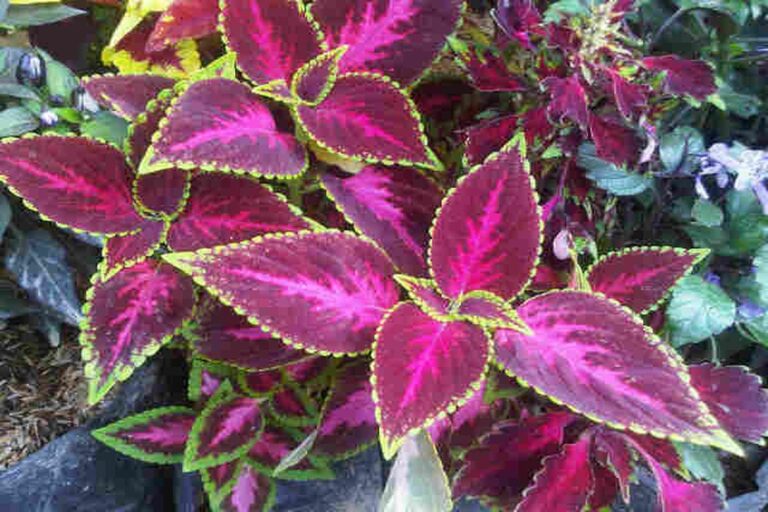 Manfaat Tanaman Coleus