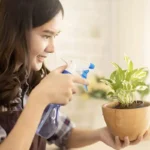 Manfaat Tanaman Dalam Ruangan
