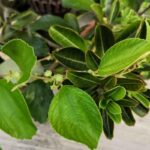 Manfaat Tanaman Daun Bidara