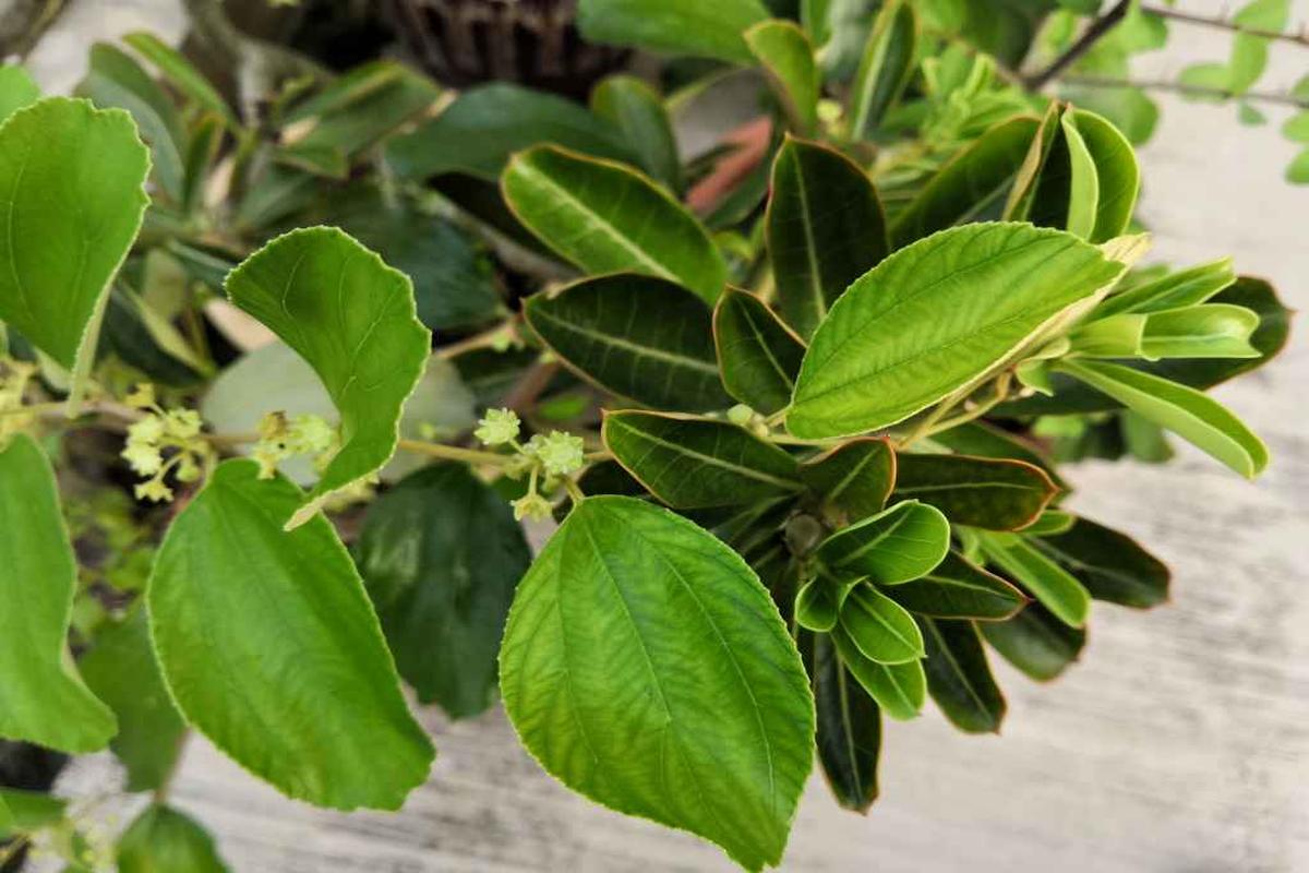 Manfaat Tanaman Daun Bidara