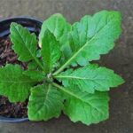 Manfaat Tanaman Daun Dewa