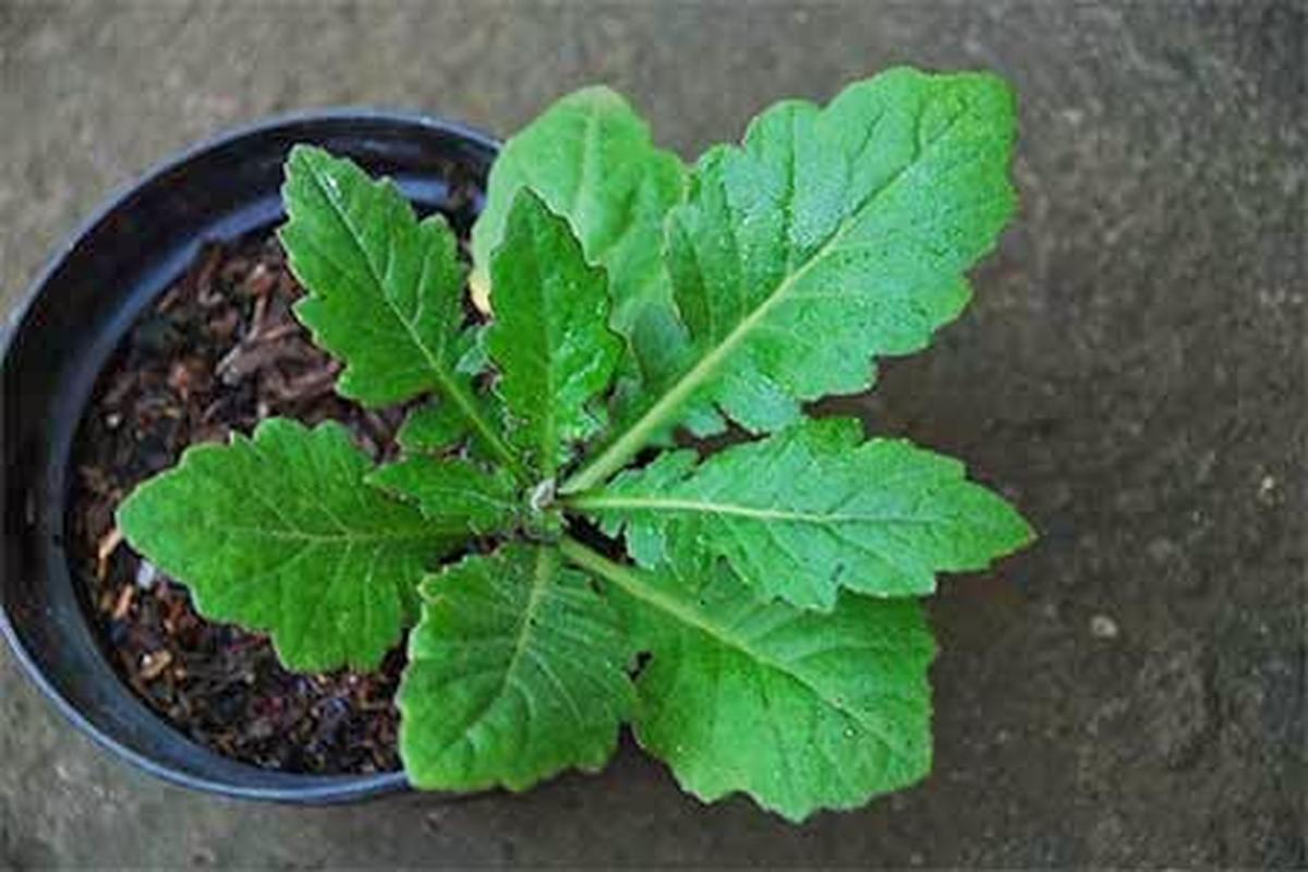 Manfaat Tanaman Daun Dewa