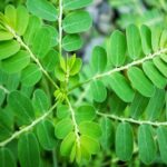 Manfaat Tanaman Daun Kelor