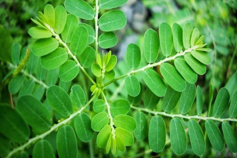 Manfaat Tanaman Daun Kelor