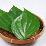 Manfaat Tanaman Daun Sirih