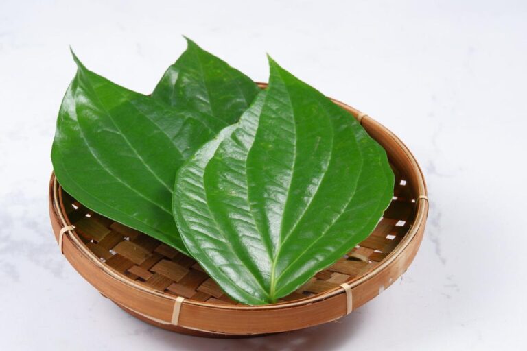 Manfaat Tanaman Daun Sirih