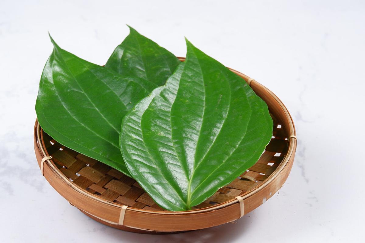 Manfaat Tanaman Daun Sirih