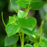 Manfaat Tanaman Daun Sirih Cina