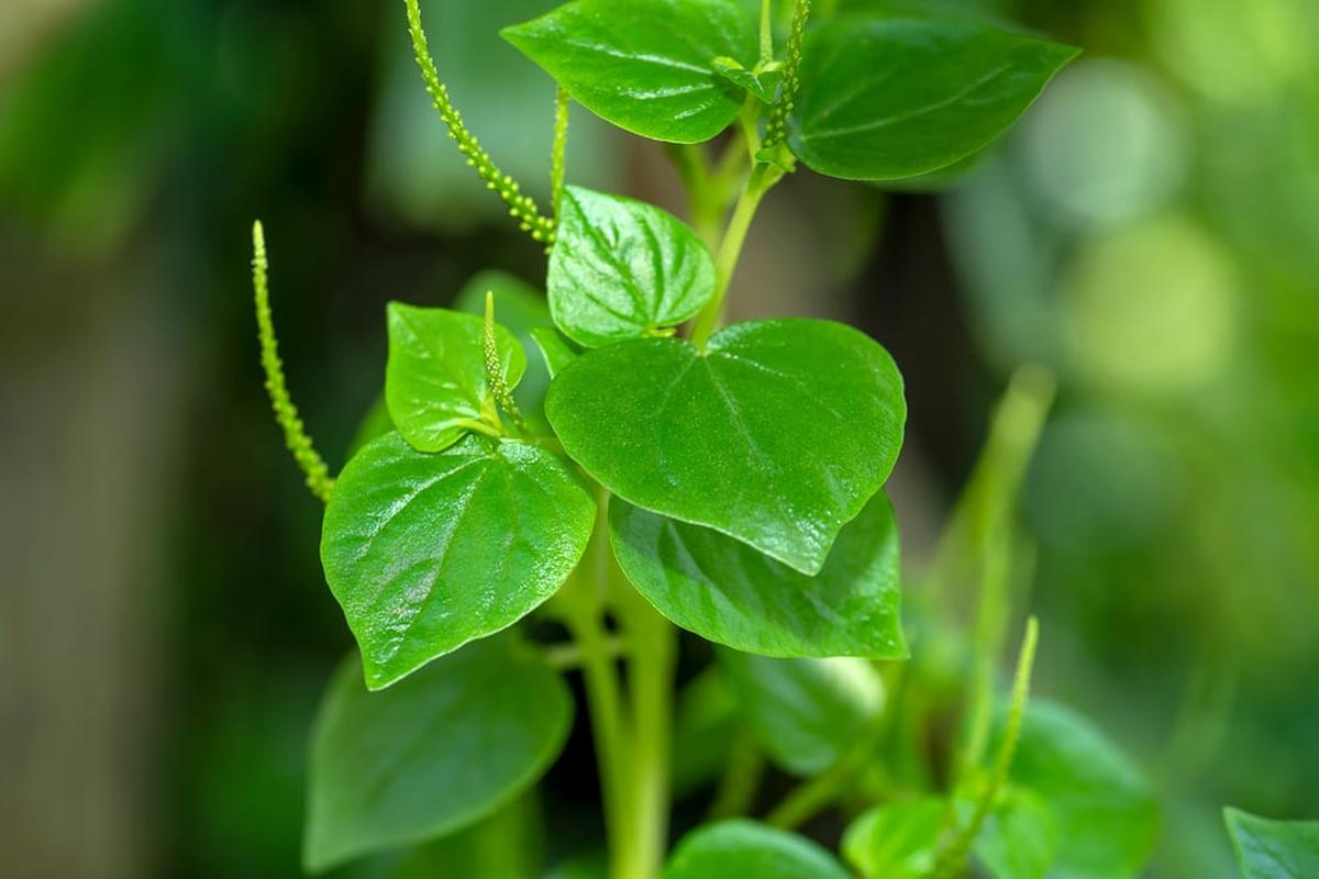 Manfaat Tanaman Daun Sirih Cina