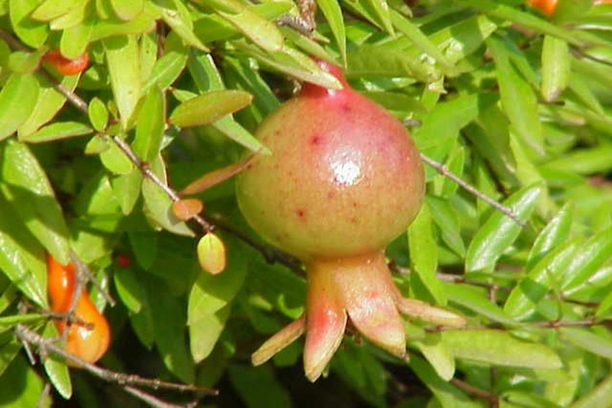 Manfaat Tanaman Delima