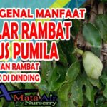 Manfaat Tanaman Dolar