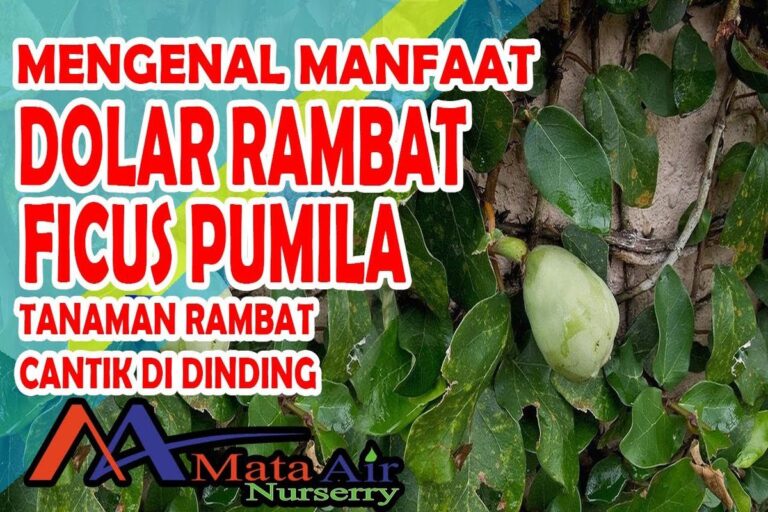 Manfaat Tanaman Dolar