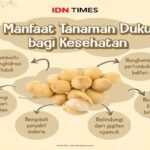 Manfaat Tanaman Duku