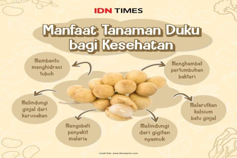 Manfaat Tanaman Duku