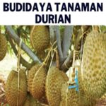 Manfaat Tanaman Durian