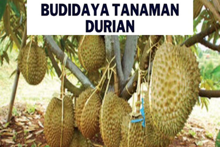 Manfaat Tanaman Durian