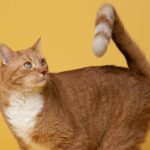 Manfaat Tanaman Ekor Kucing