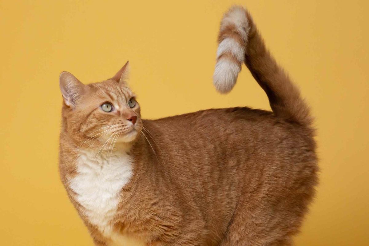 Manfaat Tanaman Ekor Kucing