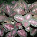 Manfaat Tanaman Episcia