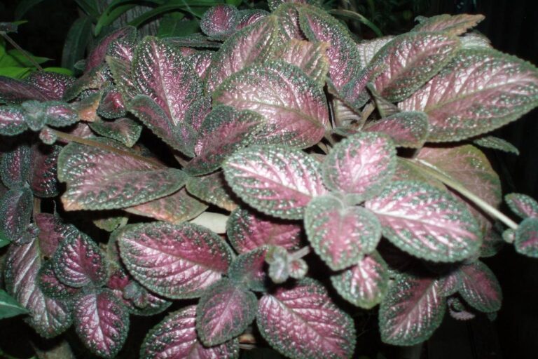 Manfaat Tanaman Episcia
