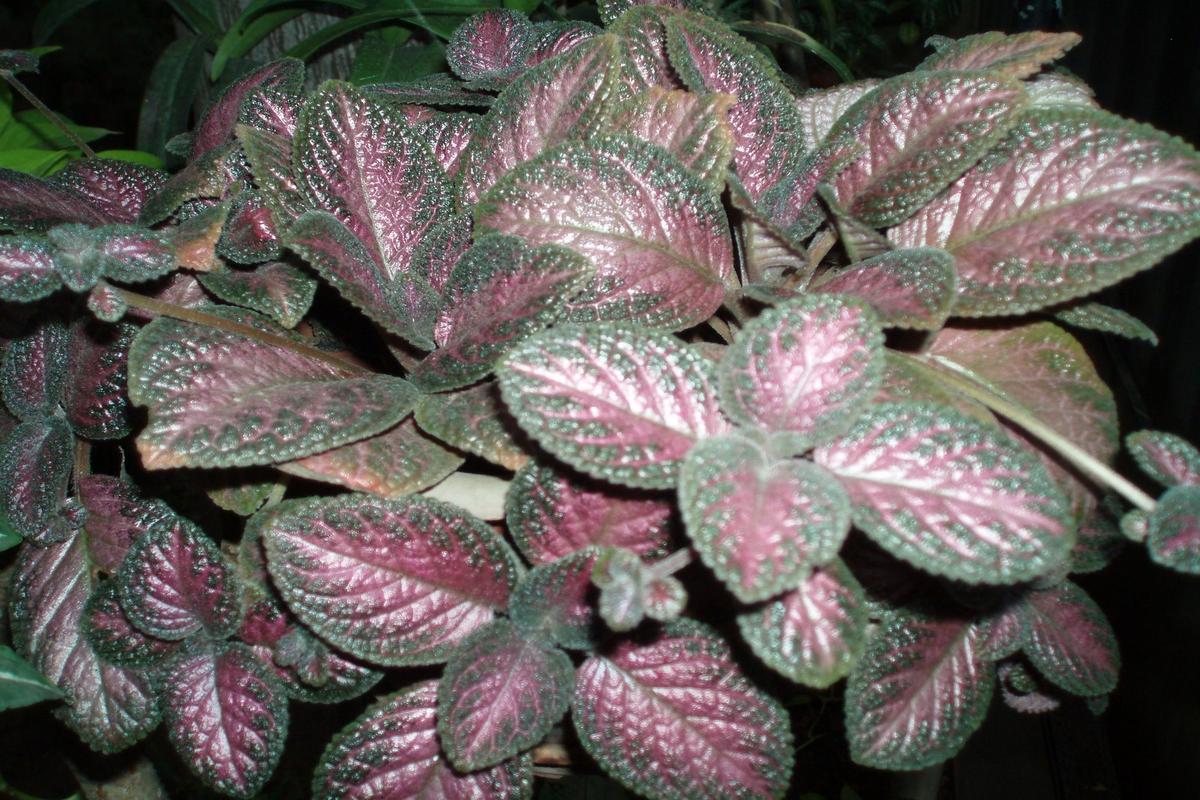 Manfaat Tanaman Episcia