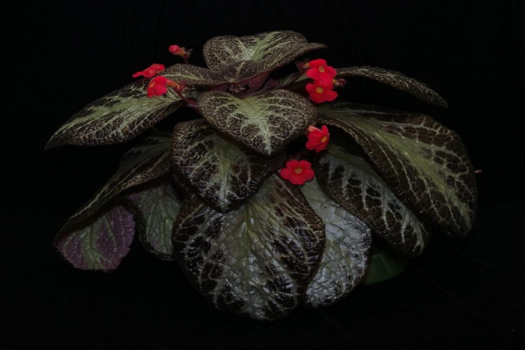 Manfaat Tanaman Episcia Cupreata