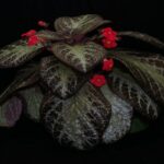 Manfaat Tanaman Episcia Cupreata