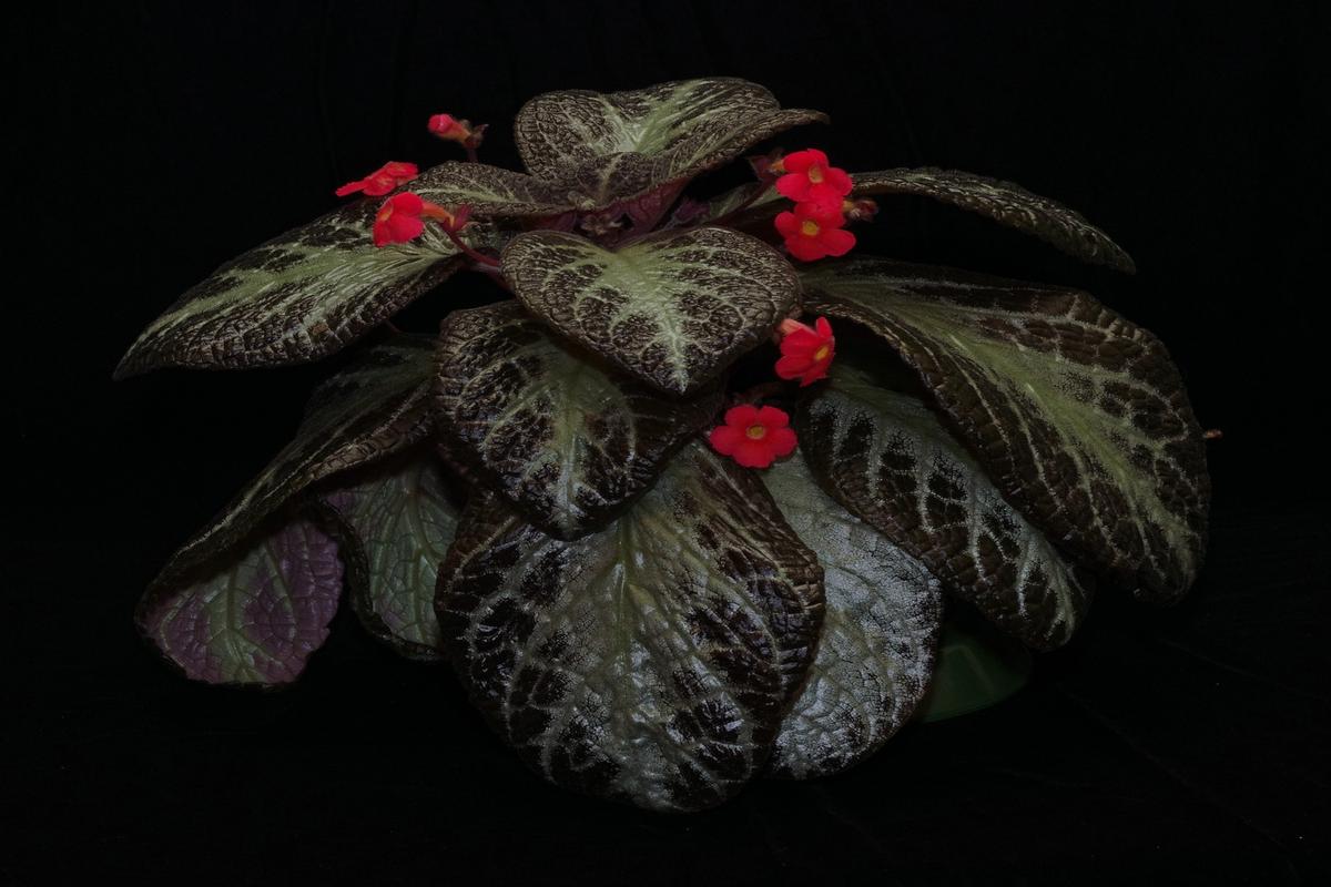 Manfaat Tanaman Episcia Cupreata
