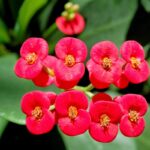 Manfaat Tanaman Euphorbia