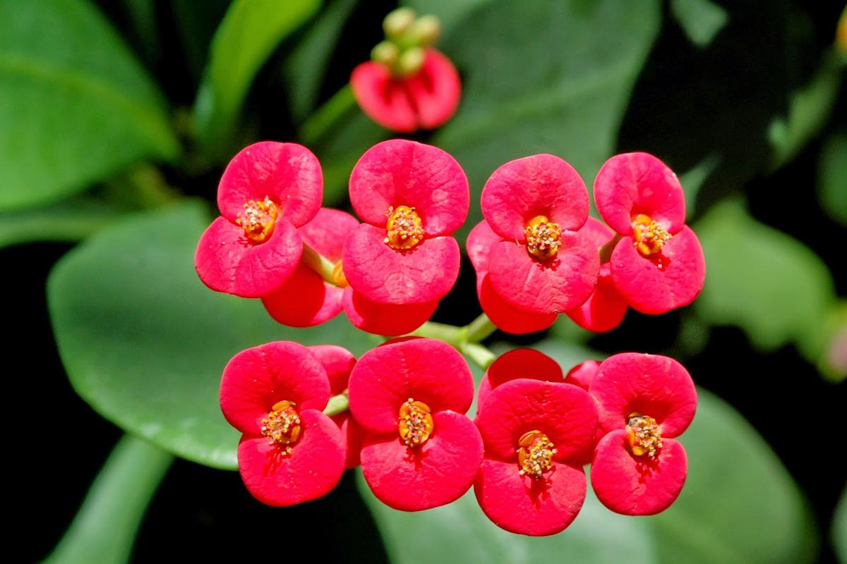 Manfaat Tanaman Euphorbia