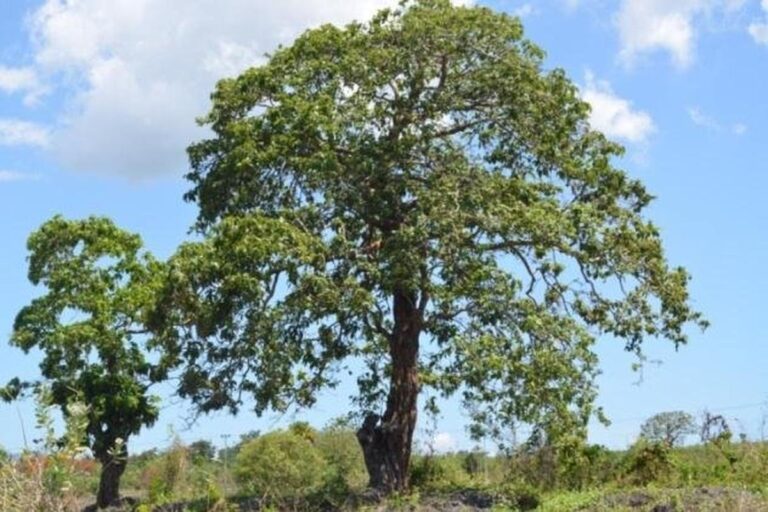 Manfaat Tanaman Faloak
