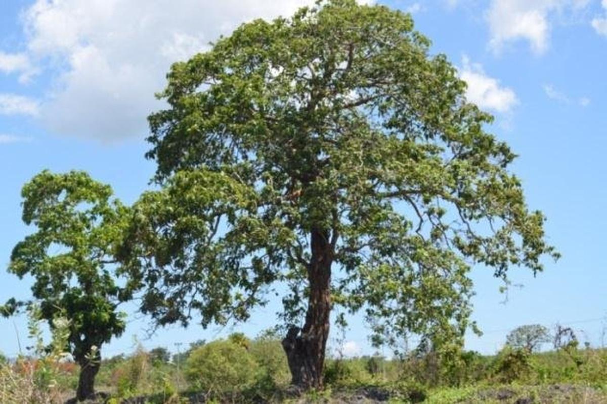 Manfaat Tanaman Faloak