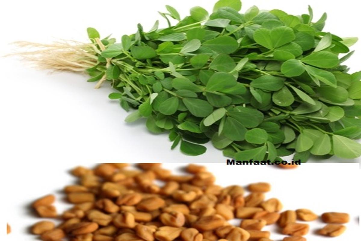 Manfaat Tanaman Fenugreek